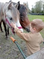 Lieve sociale 2, 5 jarige Welsh ruin, Dieren en Toebehoren, Pony's, Ruin, A pony (tot 1.17m), Gechipt, 0 tot 2 jaar