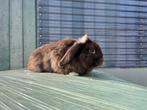 Nhd rammelaar, Dieren en Toebehoren, Konijnen, Mannelijk, Dwerg, Hangoor, 0 tot 2 jaar