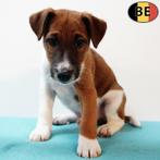 Engelse Fox (gladharige Fox Terriër) Belgische pups, Dieren en Toebehoren, België, CDV (hondenziekte), 8 tot 15 weken, Meerdere