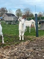 Saanengeiten/Saanendekbokken, Dieren en Toebehoren, Schapen, Geiten en Varkens, Meerdere dieren, Geit, 0 tot 2 jaar