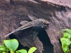 Cherche ancistrus femelle ( adoption)