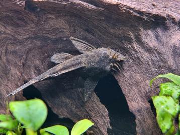 Cherche ancistrus femelle ( adoption) beschikbaar voor biedingen