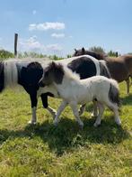 Zwartbont en valk hengsteveulen, Dieren en Toebehoren