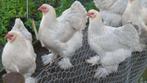 broedeieren van brahma izabel patrijs, Dieren en Toebehoren, Pluimvee, Geslacht onbekend, Kip