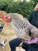 Kip hen noord Hollandse Hoen, Poule ou poulet, Femelle