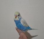 Babypapegaaien., Dieren en Toebehoren, Vogels | Parkieten en Papegaaien