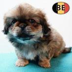 Pekingees reutje - Belgische pup te koop, Dieren en Toebehoren, Honden | Chihuahua's en Gezelschapshonden, Parvo, België, 8 tot 15 weken