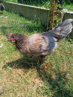 Schoon jong grijs haantje, Dieren en Toebehoren, Pluimvee
