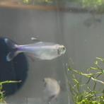 4 BLAUWE TETRA’S, Schoolvis