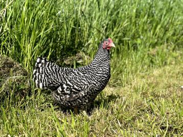 Jonge tamme Amrock kriel kippen hennen gesekst en ingeënt beschikbaar voor biedingen