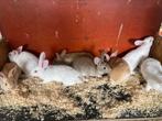 Verschillende vleeskonijnen te koop, Dieren en Toebehoren, Konijnen