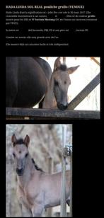 Lusitano en  Spanish mustang, Dieren en Toebehoren, Paarden, Merrie, Zadelmak