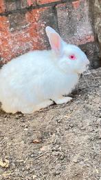 Konijnen te koop, Dieren en Toebehoren, Konijnen, Vrouwelijk, Dwerg, 0 tot 2 jaar