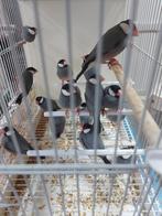 Groep padda's,rijstvogels, Animaux & Accessoires, Plusieurs animaux, Bâtard