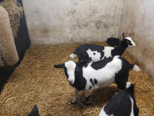 geiten zwartbonte stamboek lammeren, Dieren en Toebehoren, Schapen, Geiten en Varkens, Geit, Meerdere dieren, 0 tot 2 jaar