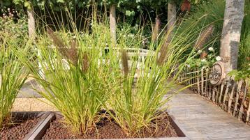 Pennisetum alopecuroides "Red Head" - laatste 20 stuks beschikbaar voor biedingen