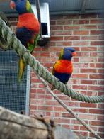 Lori van de blauwe bergen., Animaux & Accessoires, Oiseaux | Perruches & Perroquets