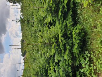 Super offre de la part des sapins de Noël Nordmann Amorika, Enlèvement ou Envoi