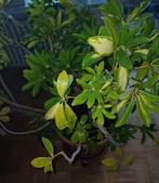 Grote schefflera in terracotta pot + trolley, Ophalen, Halfschaduw