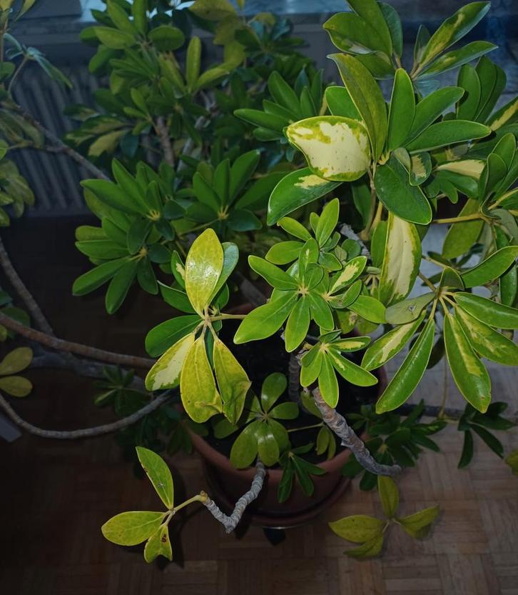 Grote schefflera in terracotta pot + trolley, Tuin en Terras, Planten | Tuinplanten, Halfschaduw, Ophalen