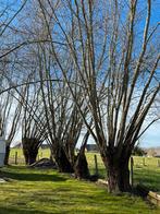 Knotwilgen 14 stuks, Tuin en Terras, Ophalen