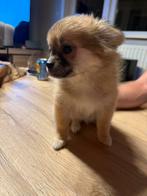 Chiwawa meisjes, Dieren en Toebehoren, België, Fokker | Hobbymatig, 8 tot 15 weken, CDV (hondenziekte)