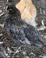 Marans araucana haantjes, Dieren en Toebehoren