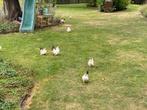 Serama en Chabo kippen, Meerdere dieren, Kip