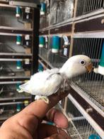 Dwergpapegaai bond fischerie