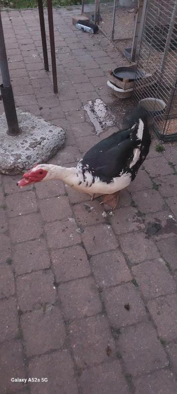 Canard et canards