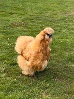 Silkie kip, Ophalen