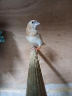 Japanse  meeuwen koppel, Dieren en Toebehoren, Vogels | Overige Vogels