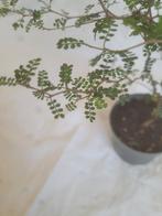 De Sophora Prostrata 'Little Baby', Huis en Inrichting, Ophalen, Minder dan 100 cm, Bonsai, Volle zon