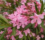 Oleander, Tuin en Terras, Volle zon, Vaste plant, Zomer, Ophalen