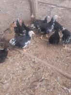 Kuikens van 3 verschillende rassen, Dieren en Toebehoren, Meerdere dieren, Kip