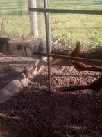 Goud fazanten, Meerdere dieren, Overige soorten