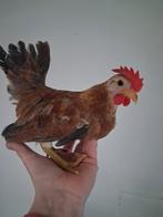 Kruising serama haantjes