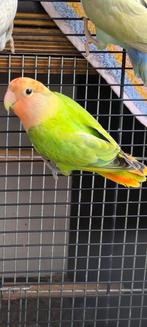 Dwergpapegaai agapornis roseicollis, Dieren en Toebehoren, Vogels | Parkieten en Papegaaien