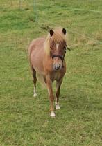 Miniature chic grande taille, Poney A (jusqu'à 1.17 m), 0 à 2 ans, Vermifugé, Ne s'applique pas