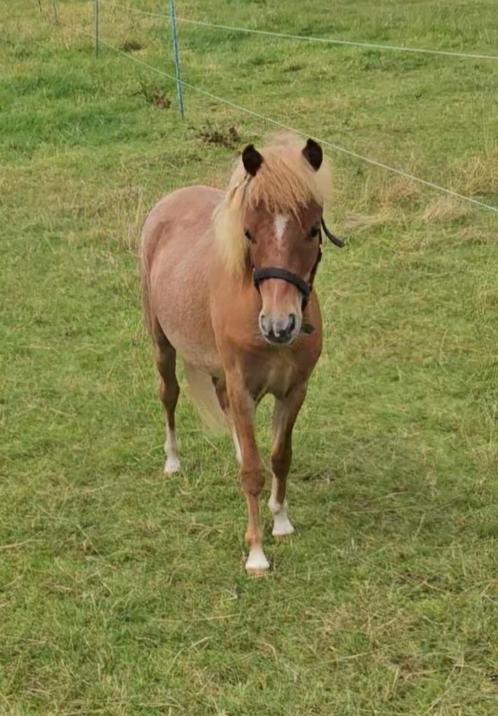 Miniature chic grande taille, Animaux & Accessoires, Poneys, Étalon, Ne s'applique pas, Poney A (jusqu'à 1.17 m), 0 à 2 ans, Avec pedigree