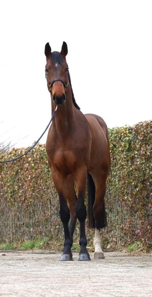 Prachtige, talentvolle 4-jarige ruin, Animaux & Accessoires, Chevaux, Hongre, Débourré, 170 à 175 cm, 3 à 6 ans, Cheval de dressage