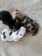 Prachtige langharige en kortharige chihuahua pups., Dieren en Toebehoren, België, Fokker | Hobbymatig, CDV (hondenziekte), 8 tot 15 weken