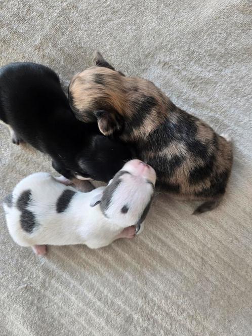 Prachtige langharige en kortharige chihuahua pups., Dieren en Toebehoren, Honden | Chihuahua's en Gezelschapshonden, Meerdere dieren