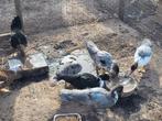 Jonge barberie eenden, Dieren en Toebehoren, Meerdere dieren, Eend