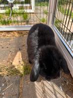 Minilop Oreo