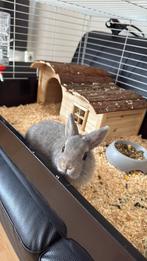 Dwergkonijn, Dieren en Toebehoren, Mannelijk, Dwerg, 0 tot 2 jaar