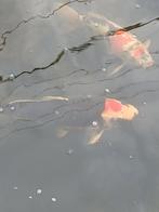 Japanse koi, Dieren en Toebehoren, Vissen | Vijvervissen