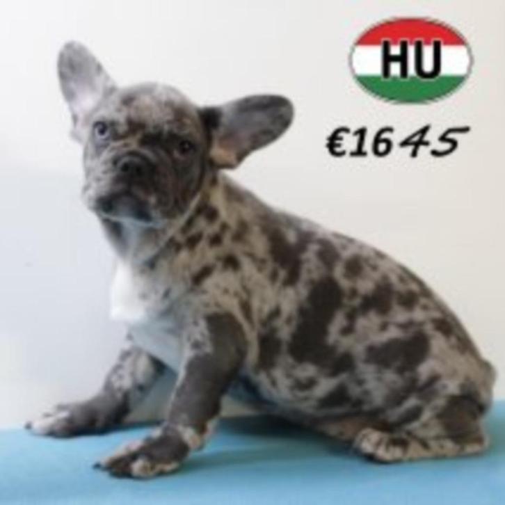 Franse Bulldog - lieve pups te koop, Dieren en Toebehoren, Honden | Chihuahua's en Gezelschapshonden, Meerdere dieren, Overige rassen