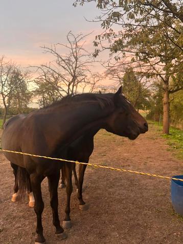 Welsh cob mix hengst beschikbaar voor biedingen