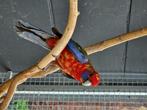 Koppel zeer speciale kleur penant rosella's 1 jaar oud hando, Animaux & Accessoires, Oiseaux | Perruches & Perroquets, Perruche